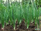 Spring Onion