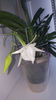 angraecum "Lady Lisa"x sesquipedale