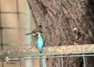 KINGFISHER in Parcul Romanescu din Craiova-Foarte rara !