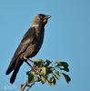crow5291