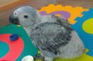 AfricanGrey-5