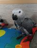 AfricanGrey-16