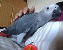 AfricanGrey-21