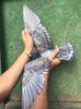 received_579934363726861