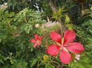 h coccineus rosu
