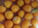 Dwarf tamarillo