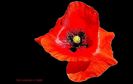 POPPY