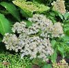 elderflower-80