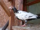 SAM_7597
