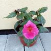 Arletta Pink