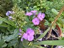 Phlox "Blue Paradise"