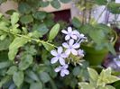 Plumbago