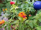 Lantana