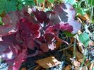 Heuchera "Fire Chief"