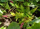 Persicaria "Golden Arrow"