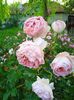 Abraham Darby