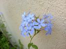 Plumbago