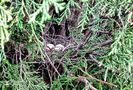 Cuib-nest