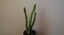 Euphorbia bisellenbeckii, Ethiopia, Somalia, and N. Kenya