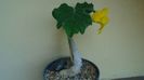 Uncarina roeoesliana