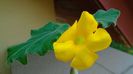 Uncarina roeoesliana