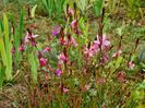 Gaura lidheimeri Pink dwarf