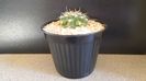 Gymnocalycium bicolor