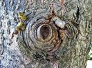 Tree eye
