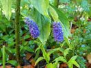 Veronica longifolia "First Glory"