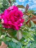 IMG20220803185316