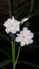 nerium oleander "cream"