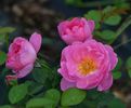 Royal Jubilee (tufa) 60