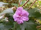 Hibiscus syriacus "Ardens"