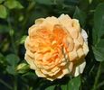 Golden Celebration (tufa)