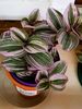 Tradescantia albiflora 'Nanouk'