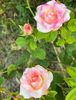 D45F46D3-8BEE-458C-8463-5B62AB1EC9E1