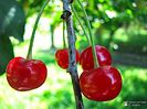 Visine 1-Sour cherry 1