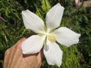 hibi coccineus alb