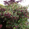 leycesteria-formosa