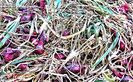 Ceapa rosie-Red onion