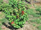 Coacaze rosii-Red Gooseberries