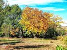 Peisaj de toamna 1-Autumn landscape 1