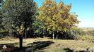 Peisaj de toamna-Autumn landscape 2