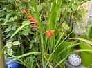 Crocosmia