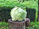 Cabbage