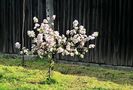 Apple tree in spring time