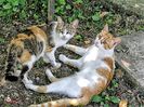 Pusa and Pamel