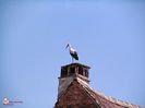 Barza-Stork