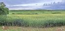 Lan de grau -Wheat Field 1