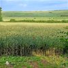 Lan de grau-Wheat field